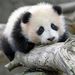 Profile Picture of Tyler Hsieh (@hsieh3560) on Pinterest