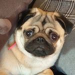 Profile Picture of Chris Leclerc (@le_petit_monde_de_peanut) on Instagram