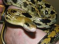 Profile Picture of Beauty rat snakeon Wikipedia