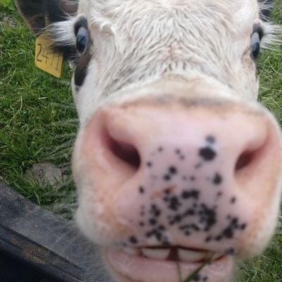 Profile Picture of Shelley Maxwell (@Shelley71190060) on Twitter
