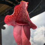 Profile Picture of Burke’s southern pitcher plants in Germany (@sarracenia_addicted) on Instagram