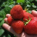 Ivens - Instagram Profile Picture of Ivens (@ivensbradleighx) on Instagram