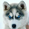 Profile Picture of Benjamin Osorio (@@benjaminpueblaosorio) on Tiktok