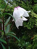 Profile Picture of Lilium mackliniaeon Wikipedia