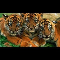 Profile Picture of Axel Jimenezon Twitter