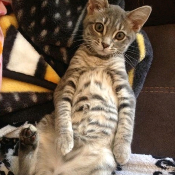 Profile Picture of Bob Gardner (@lovebaseball62) on Poshmark