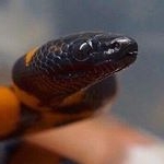 Profile Picture of Raymond Robinson (@molochgibbon) on Instagram