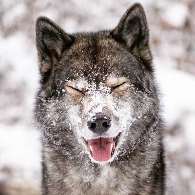 Profile Picture of WolFs EyeS (@GuthDennis) on Twitter