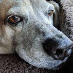 Profile Picture of Brandon lopez (@i_be_vibing_in_my_room) on Instagram