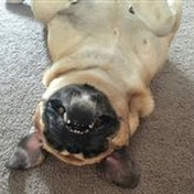 Andrew Hogarth - Youtube Profile Picture of Andrew Hogarth (@andrewhogarth1675) on Youtube