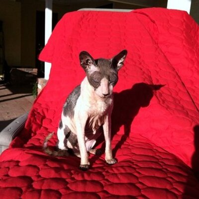 Profile Picture of C. Thomas Tice (@cttjr) on Twitter