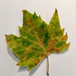 Profile Picture of Casey Mohr (@sicamohrarts) on Instagram