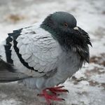 Profile Picture of Boby Le Pigeon (@boby_le_pigeon) on Instagram