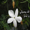 Profile Picture of samar al zein (@samar al zein) on Flickr