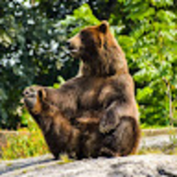 Profile Picture of Jer Bear (@jerbear531) on Poshmark