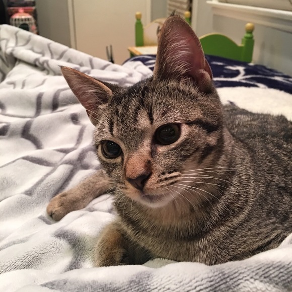 Profile Picture of Nora Matossian (@aronmatossi) on Poshmark