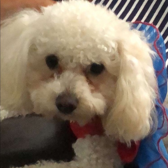 Profile Picture of Brandie Berghorn (@berghorn) on Poshmark