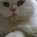 Profile Picture of Christopher Shen (@hungkai519) on Instagram