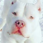 Profile Picture of Darryl Trimble (@trimbledarryl) on Instagram