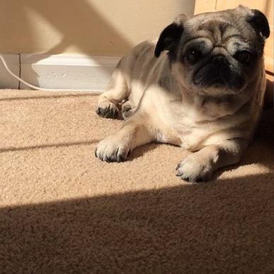 Profile Picture of Amanda Tejeda (@iretweetweetss) on Twitter