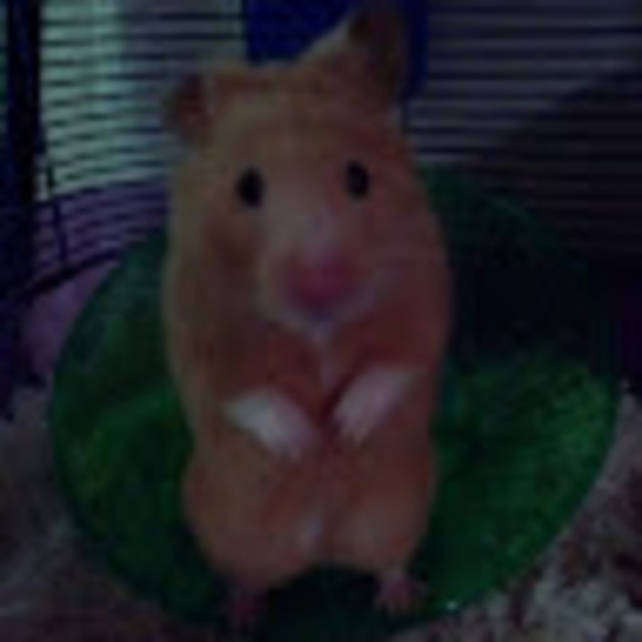 Profile Picture of Hamster time Cutie time (@sashazebra) on Poshmark