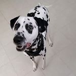 Profile Picture of Spots Peals Raynock (@spotsylvaniaaa) on Instagram