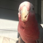 Randi Bennett Drye - Instagram Profile Picture of Randi Bennett Drye (@schnauzermom) on Instagram