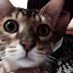 Profile Picture of Leo  Zheng (@leozheng2) on Tiktok