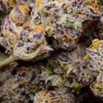 Profile Picture of Felix Shorter (@fathead_nkc) on Instagram