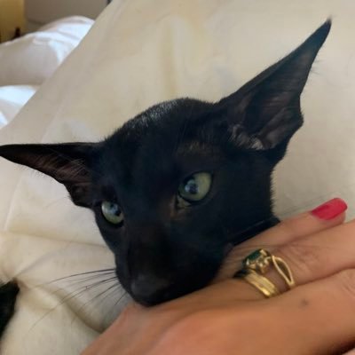 Lady Brown Weasel - Twitter Profile Picture of Lady Brown Weasel (@_natmo) on Twitter