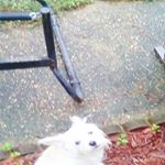 Profile Picture of roberta maddrey (@tanner_fox_lover_) on Instagram