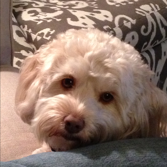 Profile Picture of Susie Urschler (@skenkel911) on Poshmark