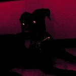 Profile Picture of Easterling (@leomafia1000) on Instagram