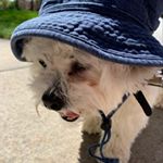 Profile Picture of Isabelle Cole (@izzy._.cole) on Instagram