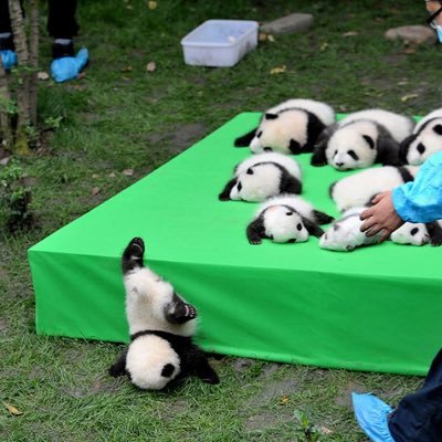 Steven Yuan - Twitter Profile Picture of Steven Yuan (@Steve__Yuan) on Twitter