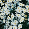 Profile Picture of tabithabryce (@@tabithabryce) on Tiktok