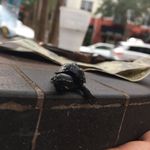 Profile Picture of christopher (@christopher_the_turtle) on Instagram