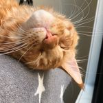 Profile Picture of Atlas/Gary/Spike/Chelsea/Taika (@the.daily.squeak) on Instagram