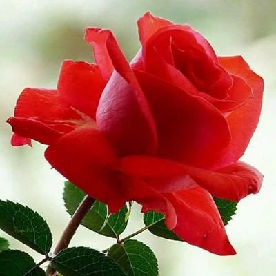 Profile Picture of Golam Hussain (@GolamHussain6) on Twitter