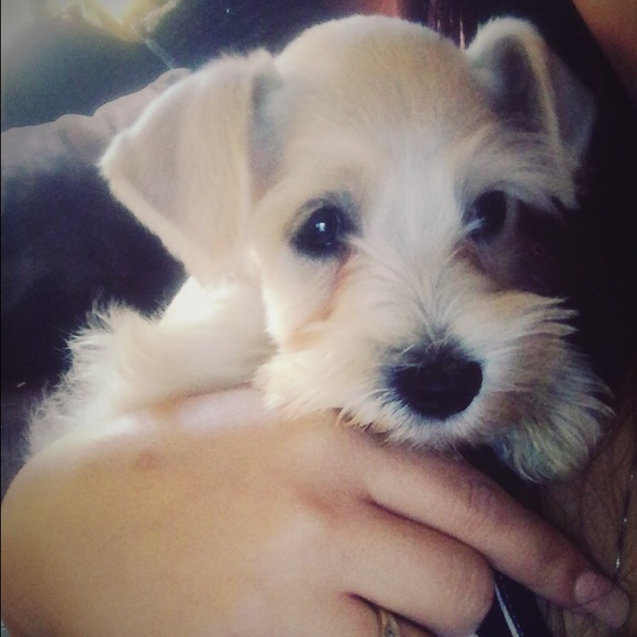 Profile Picture of Cristal Perez (@perez88) on Poshmark