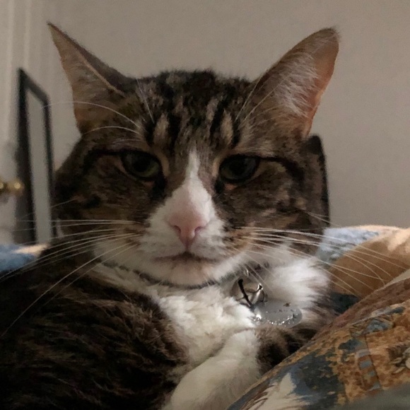 Profile Picture of Melissa Bellantone (@mbellantone) on Poshmark