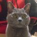 Profile Picture of Karen Bolick (@karenlbolick) on Pinterest