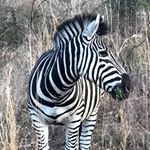 Profile Picture of Sam Tabone (@sam.tabone1) on Instagram