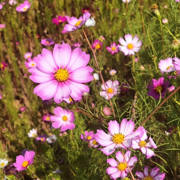 Profile Picture of Xiaonan Lu (@elasticsearch) on Poshmark