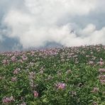 Profile Picture of Felix Cardozo (@Felix-Cardozo) on Facebook