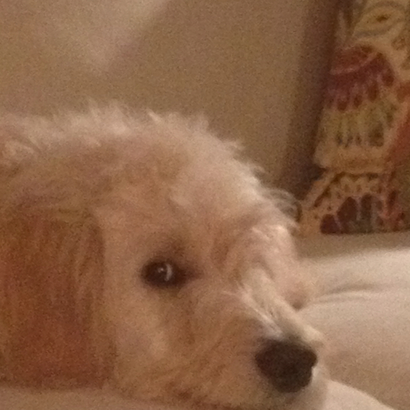 Profile Picture of Patty Bertges (@peeper) on Poshmark