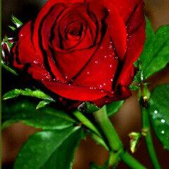 Profile Picture of Kamal Salim (@kamalsalim11191) on Twitter