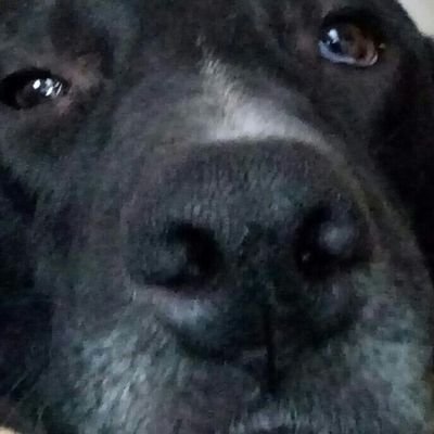 Profile Picture of Ran Ben Oren (@RanBNO) on Twitter