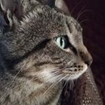 Profile Picture of SylvesterCat (@francesca.graziano65) on Instagram