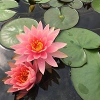 Profile Picture of Anna Tai (@anna-tai-7) on Quora